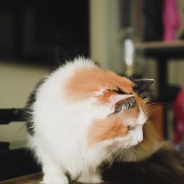 A Person Feeding a Cat