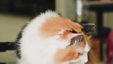 A Person Feeding a Cat