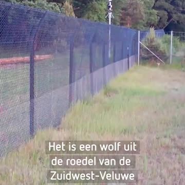 Ulven er ligeglad med hegn #2