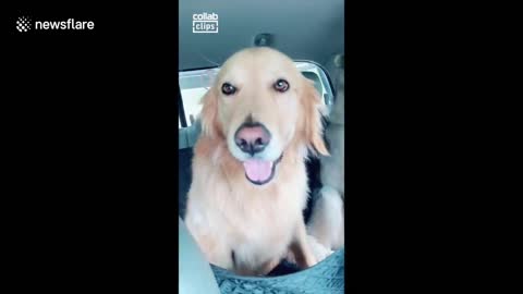 Chill golden retriever patiently sits in the middle of two howling huskies during car ride