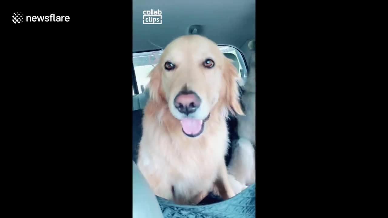 Chill golden retriever patiently sits in the middle of two howling huskies during car ride