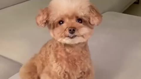 Funny dog