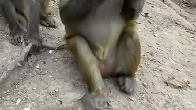 Monkey want eating video