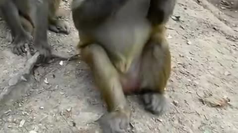 Monkey want eating video