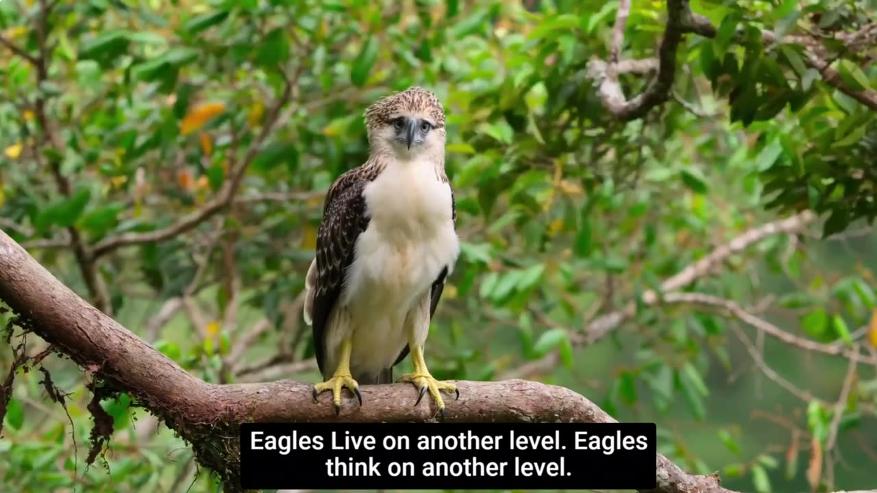 Eagles Soar: Elevate Your Mindset and Rise Above the Haters