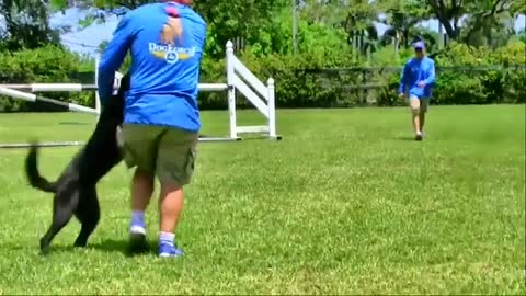 Super Dog training Videos and Funny training