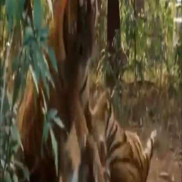 Wildlife Battle for Power in Among Animal, Lion vs Lioness #Shorts