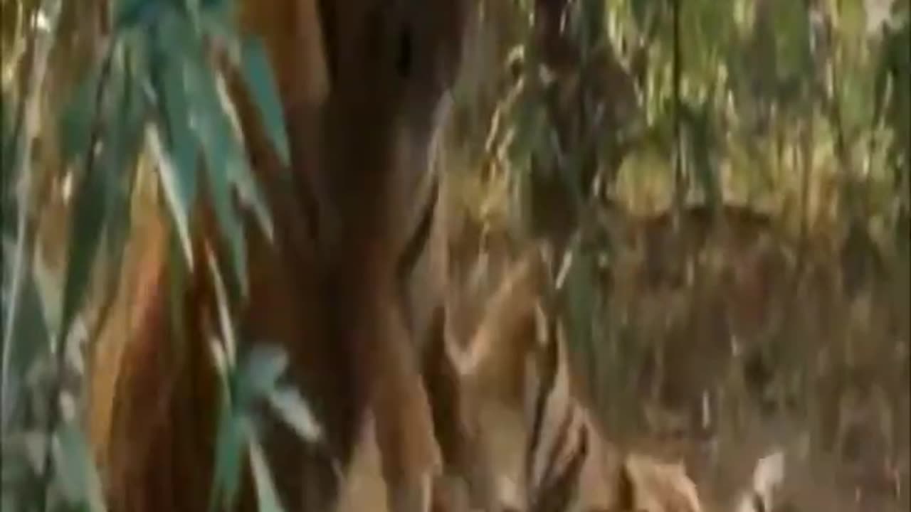 Wildlife Battle for Power in Among Animal, Lion vs Lioness #Shorts