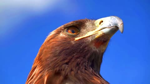 Animal Kingdom in 4K, Beautiful Animal Videos