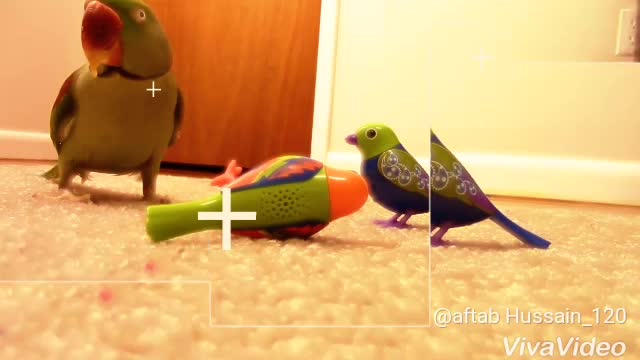 Parrot fught with toys look like parrots