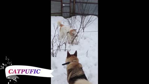 Charles and Lyme play in the shelter