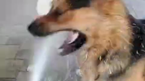 Funny Animals! Funny Dogs! Funny Videos! # Shorts