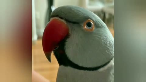 parrot