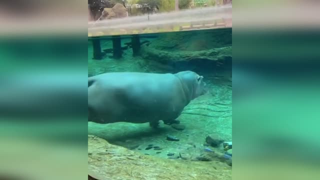 Graceful hippo