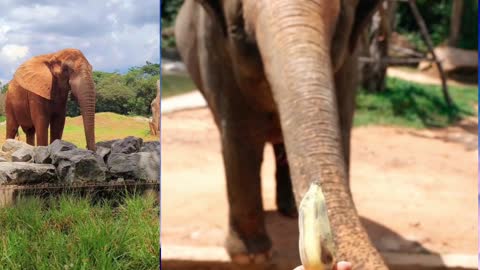 Traditionally, elephants are consideredsymbol of good luck, wisdom