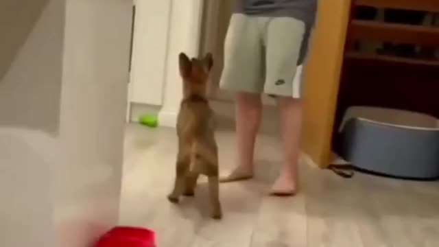 Baby dogs cute and funny dog videos dog tiktok shorts