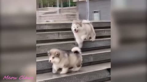 Alaskan malamute puppies