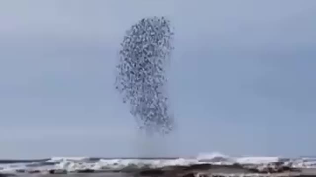 Birds Flowing