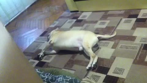 White dog rolling on living room carpet floor