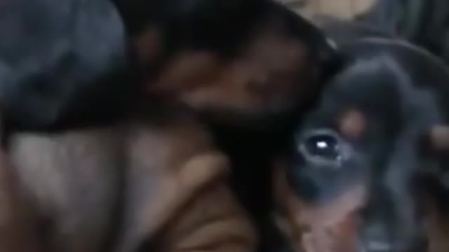 little ROGUE CUTE & FUNNY dog video of DACHSHUND PUPPY