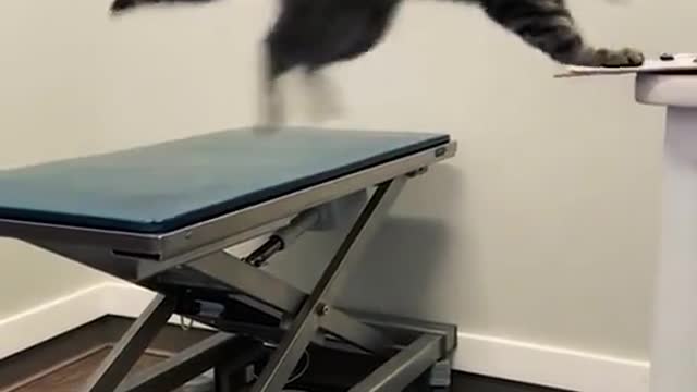 funny cat Cat Training And CaringCat Training And Caring