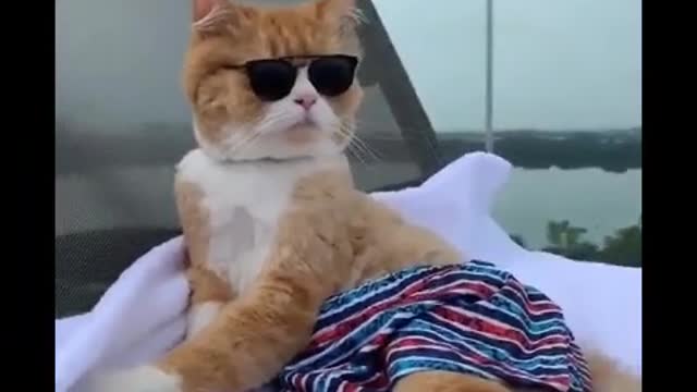 #shorts - funny cute kittens / enjoying life well.