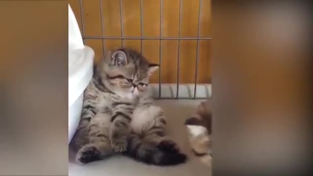 Compilation of adorable cats🤗🤗