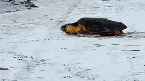 LOGGERHEAD TURTLENESTING AT DAWN