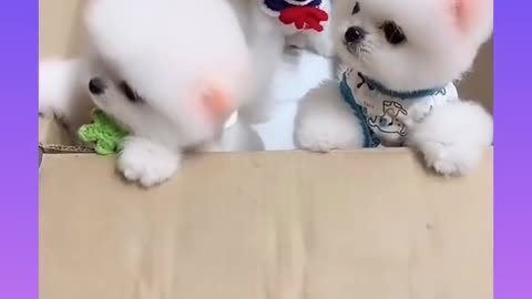 Cute and funny dog