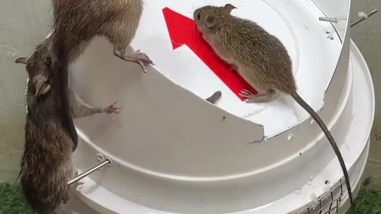 Mouse trap