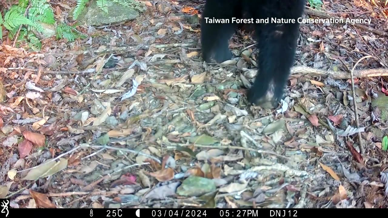 How a new snare could help save Taiwan's Formosan black bear