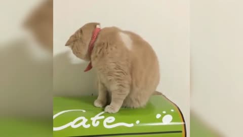 Funny Cat Video