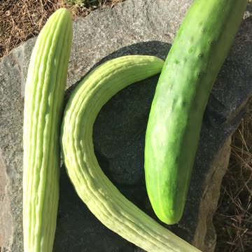 3 Terrific Cucumbers. 1 Absentminded Dog.
