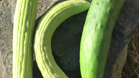 3 Terrific Cucumbers. 1 Absentminded Dog.