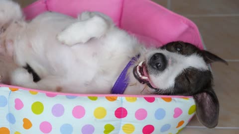 Funny Sweet Dog Lying on Back on Bed