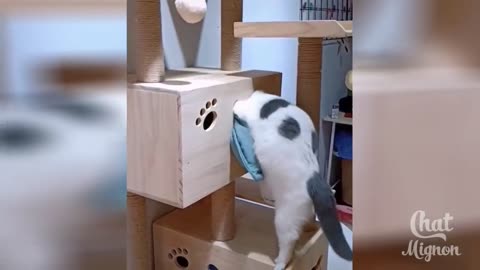 This cat no longer goes through its cat flap!