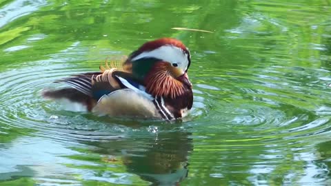 Animal Bird Duck in Lake