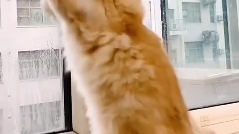 Funny cat look out window