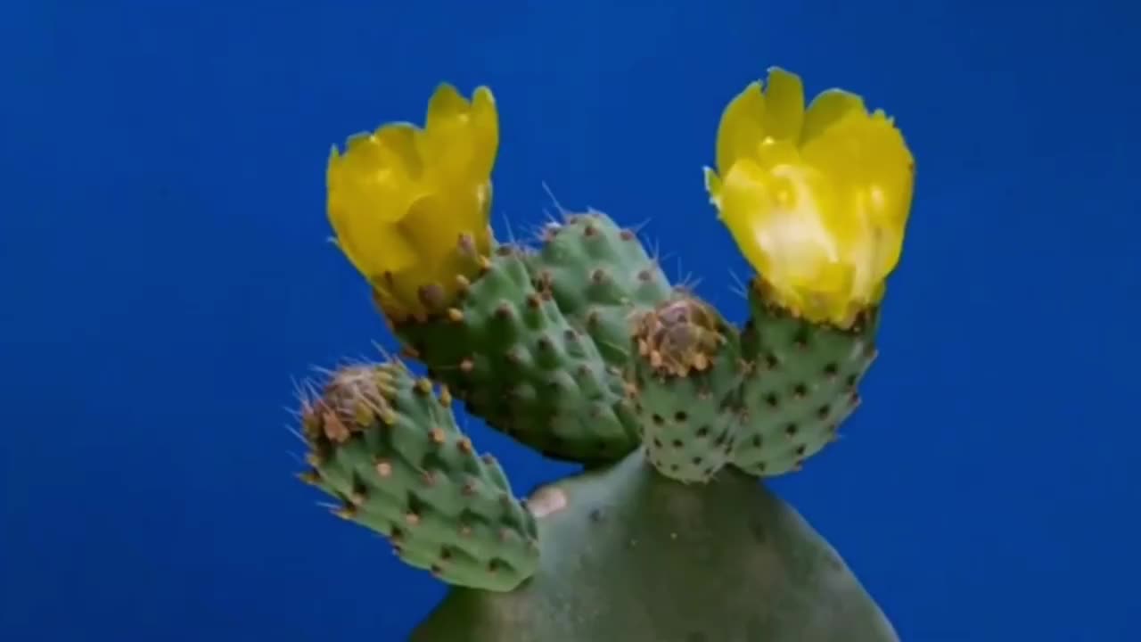 Cactus blooming is really rare