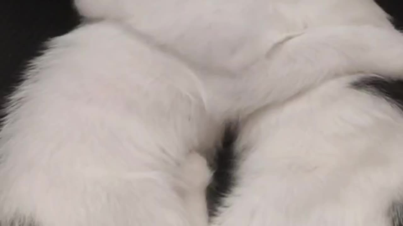 kitten