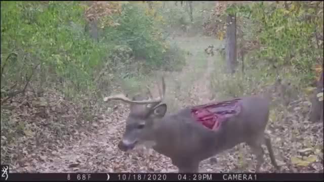 deer pain