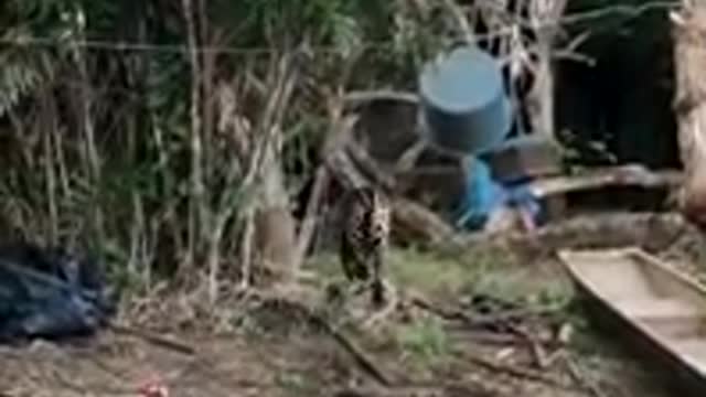 jaguar STEALING FISH INSIDE THE BOAT