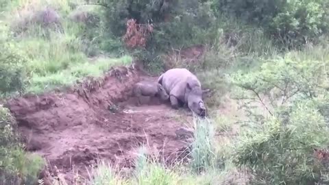 Calf trying to wake her poached mother