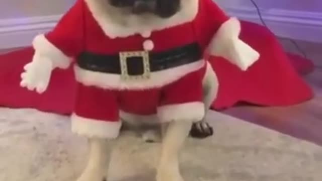 382_Cute and Funny Dogs Videos Compilation_#shorts
