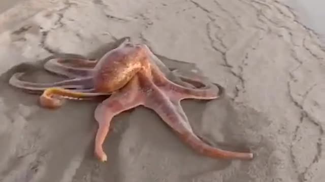 Octopus 🐙 on the beach ⛱️