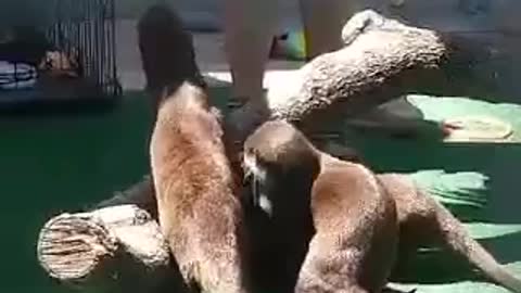 Otters Coco, Knoki and Nessy Get New Toys