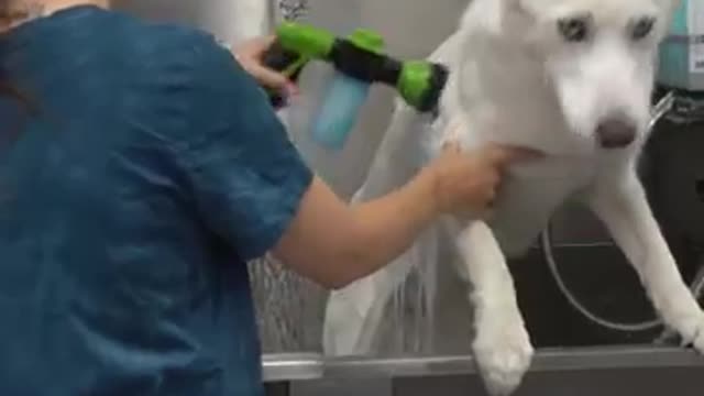 Husky almost dies at the pet groomers