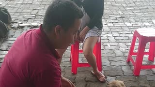 Protective Pug Shows Man Who's Boss