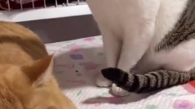 Funny cat video 😂