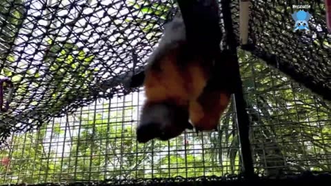 Rescuing a baby flying-fox whose mum hit a taxi this is Taxi